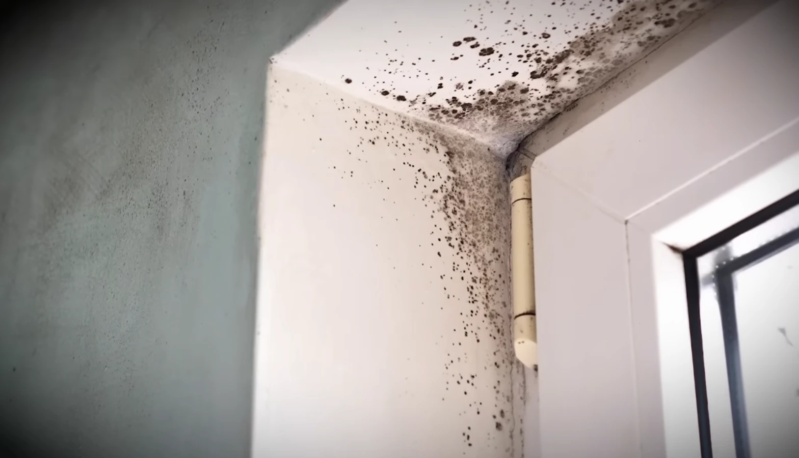 Mold Remediation in gainesville Fl in the corner
