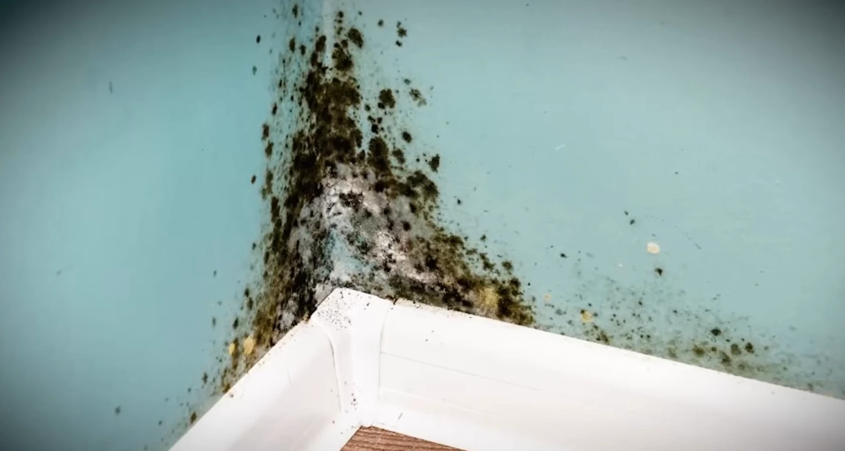 Black mold growth in corner of room requiring professional mold removal in Gainesville, FL