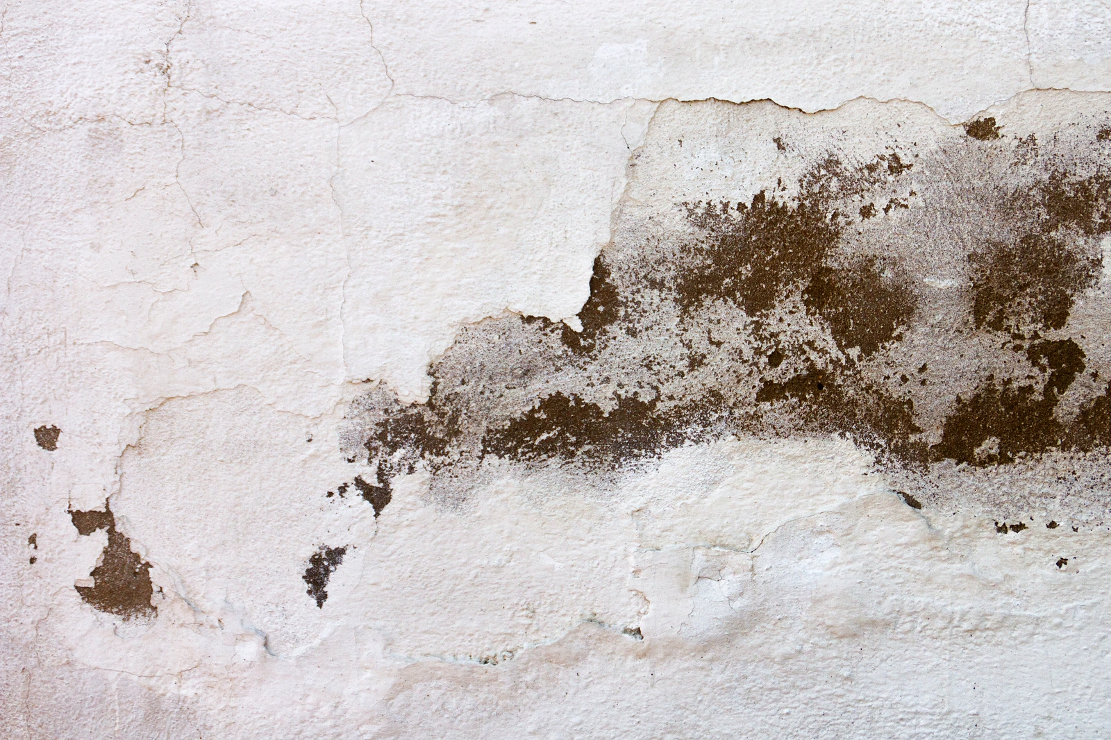 Mold growth and moisture damage on a cracked plaster wall